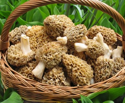 У Запорізькій області вже збирають перші весняні гриби