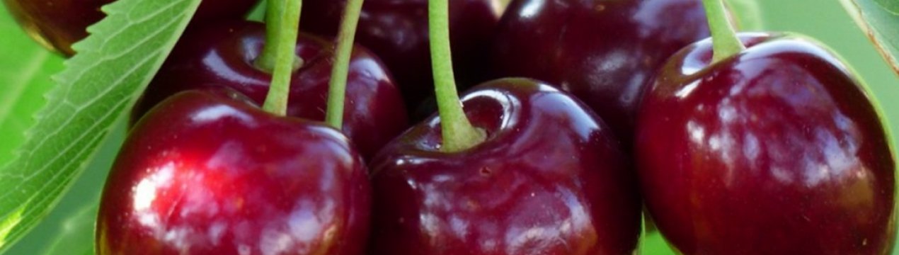 Особливості посадки і догляду за черешнею Сабрина