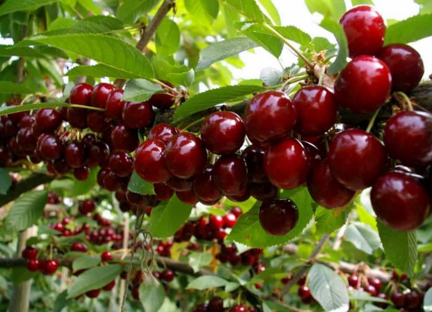 Черешня Сабріна