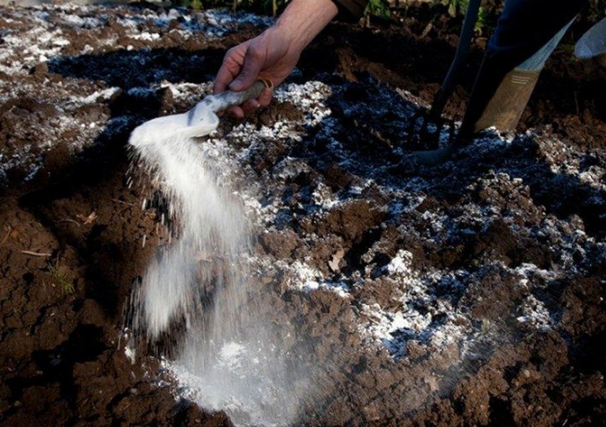 Вапнування грунту