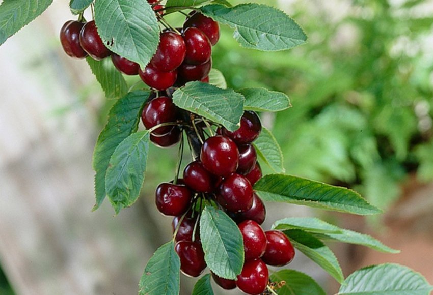 Черешня Сабріна