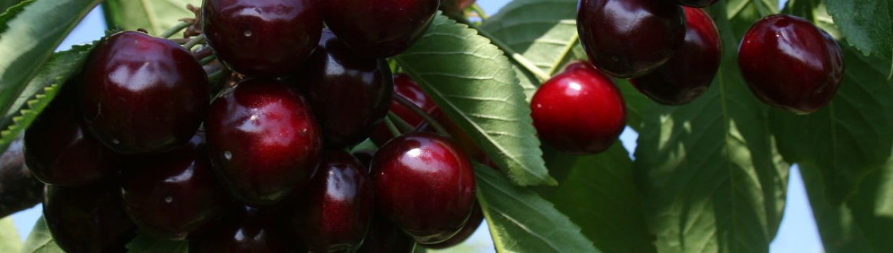 Особливості черешні Овстуженка