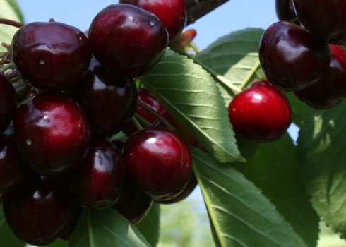 Особливості черешні Овстуженка