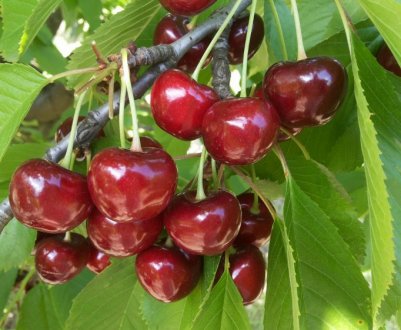 Особливості посадки черешні сорту Ярославна і догляду за нею