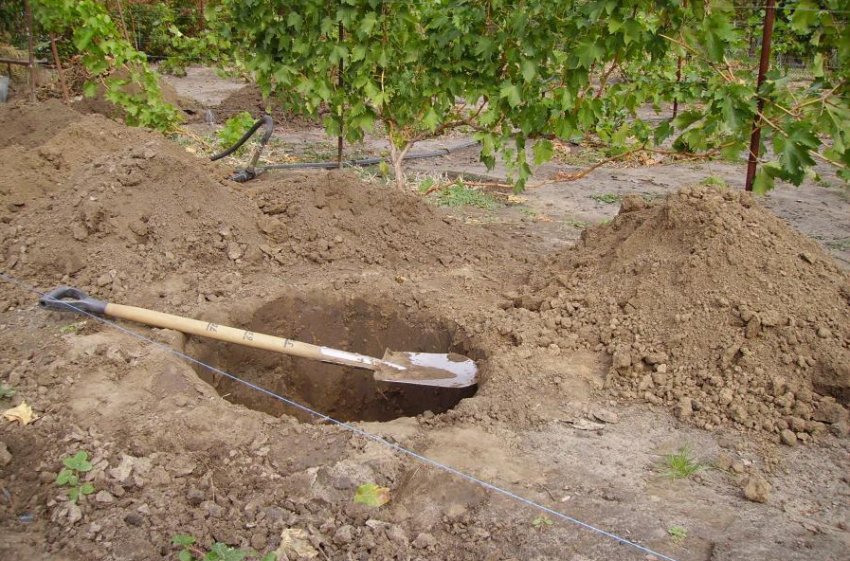 Підготовка посадкової ями Підготовка посадкової ями