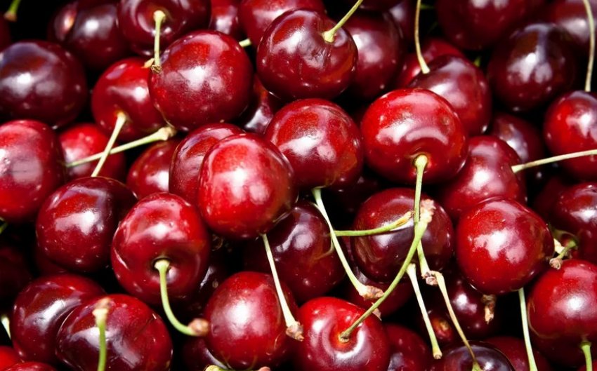 Черешня Ярославна Черешня Ярославна