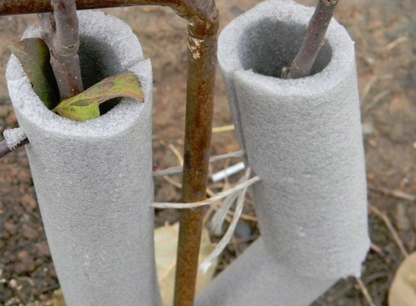 Утеплення саджанця на зиму Утеплення саджанця на зиму