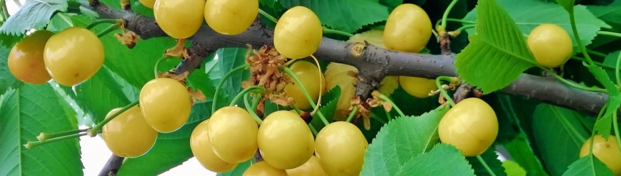 Особливості вирощування та догляду за черешнею сорти Чермашная