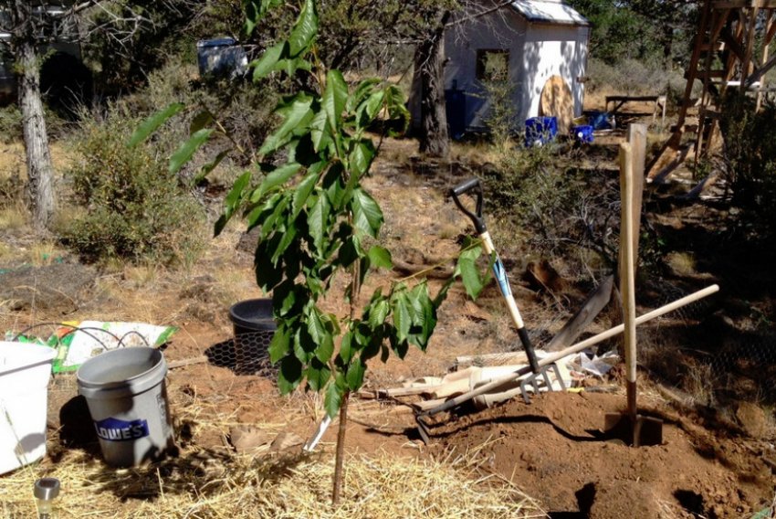 Місце посадки черешні Місце посадки черешні