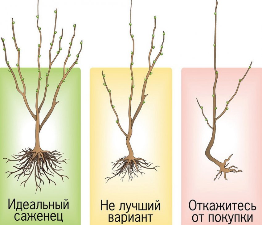 Саджанці плодових деревах Саджанці плодових деревах