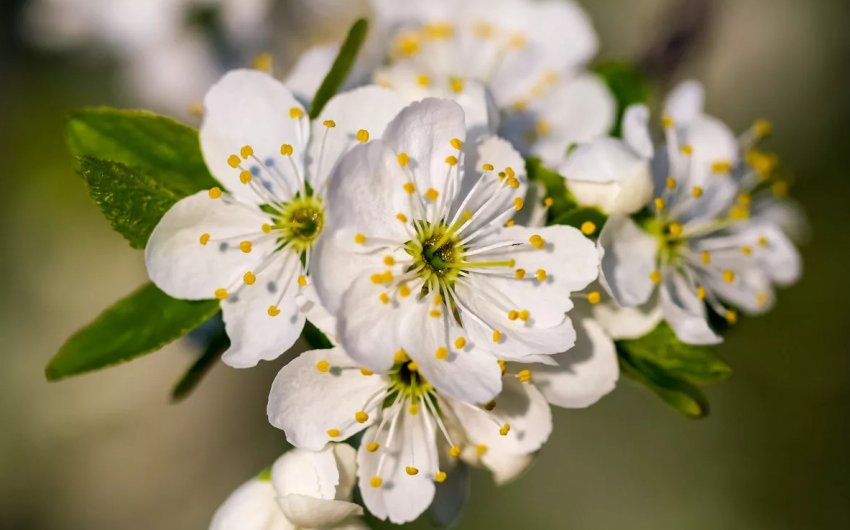 Цвітіння черешні Чермашная