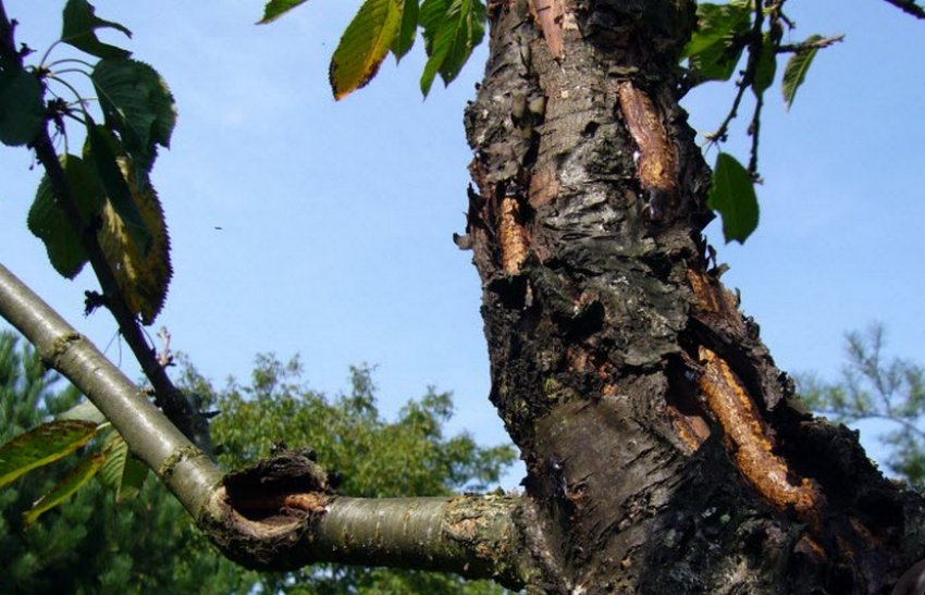 Бактеріоз черешні