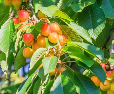 Черешня сорти Присадибна: опис, особливості посадки і догляду