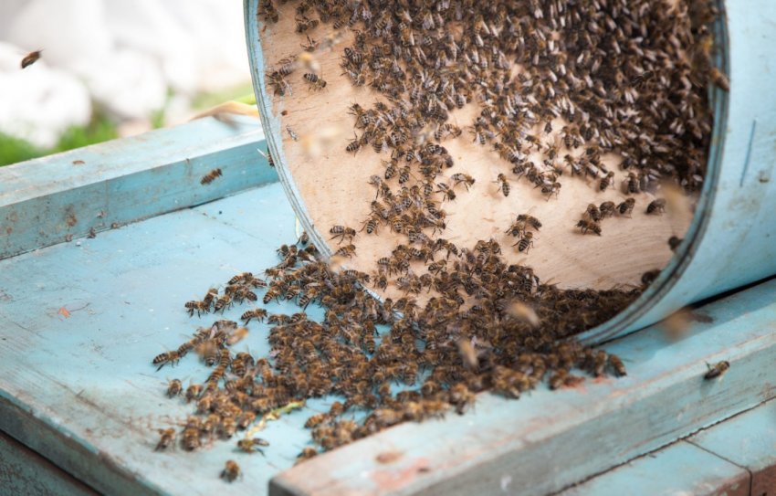 Ловля бджіл