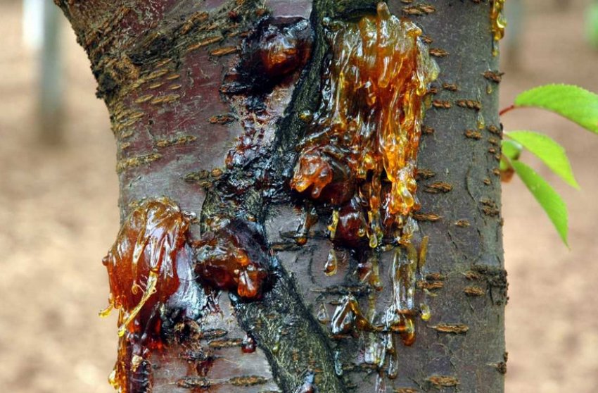 Бактеріальний рак черешні Бактеріальний рак черешні