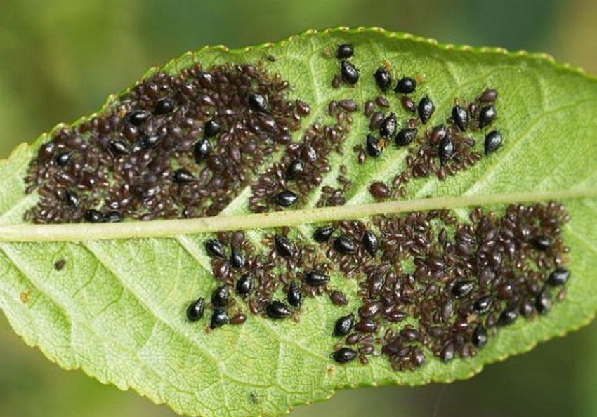 Чорна тля на листках черешні Чорна тля на листках черешні