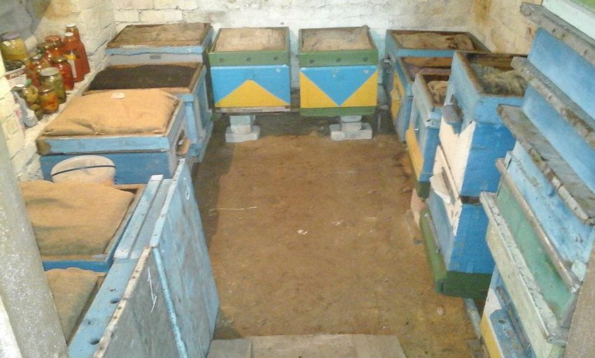 Зимівля бджіл у погребі