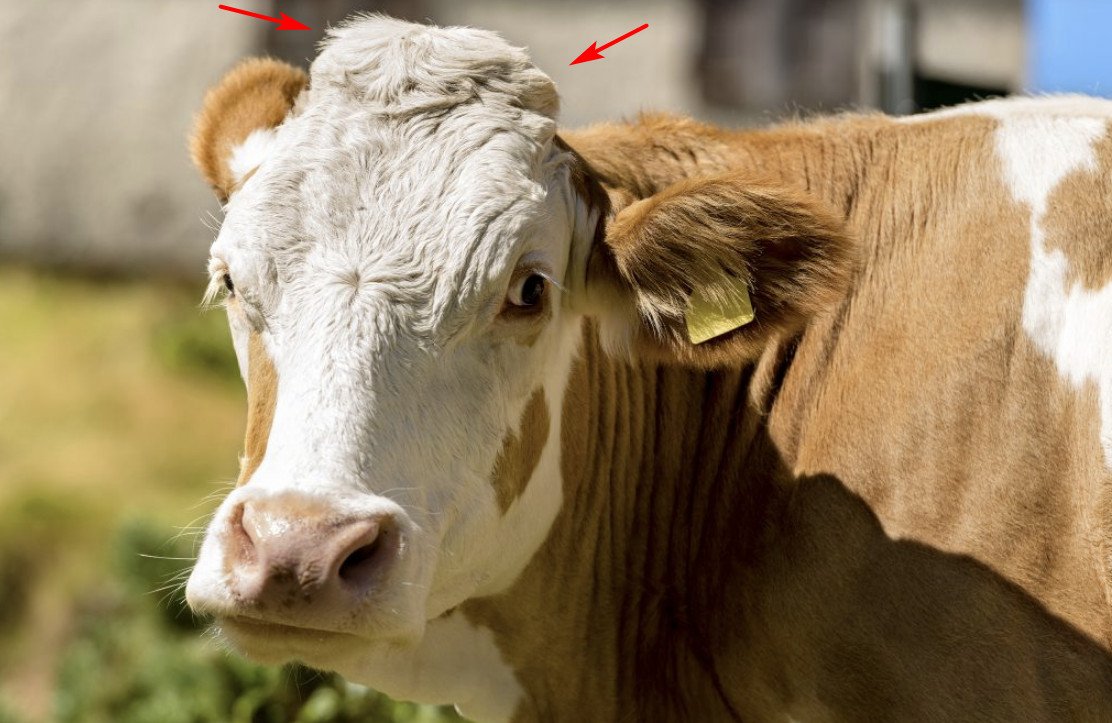 вол бык. есть ли у коровы рога. есть ли у коровы рога. рога коровы. бык.