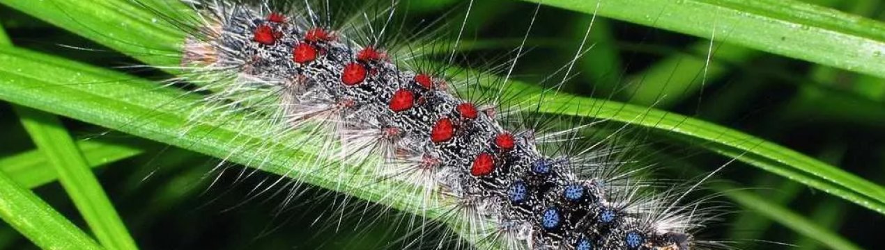 У Черкаській області розплодилися гусениці підгризаючих совок