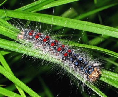 У Черкаській області розплодилися гусениці підгризаючих совок