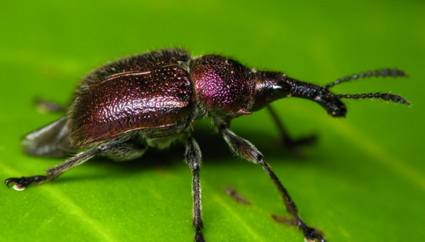 Вишневий трубковерт Вишневий трубковерт