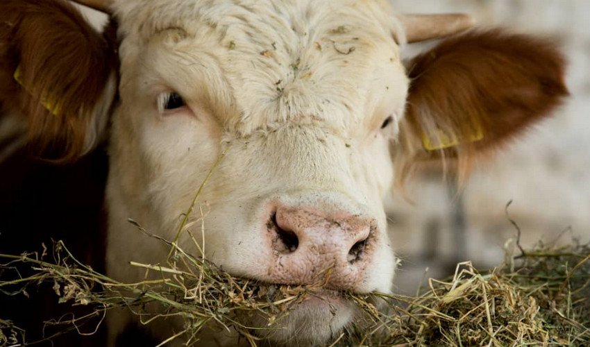 Сіно для корови Сіно для корови