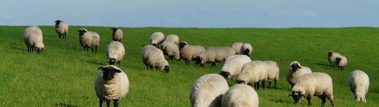 У фермера з Одеської області «викрали» ціле стадо овець