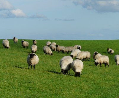 У фермера з Одеської області «викрали» ціле стадо овець