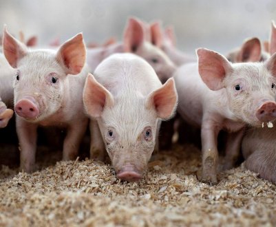 Глисти у свиней і поросят