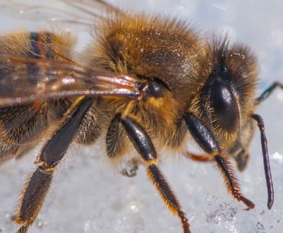 Як утримувати бджіл у погребі взимку?
