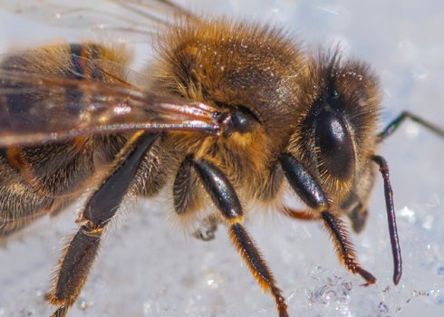 Как содержать пчёл в погребе зимой?