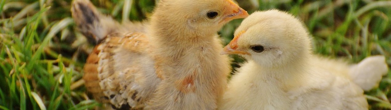 Бактеріофаги допоможуть українським їм боротися з сальмонелою