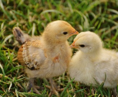 Бактеріофаги допоможуть українським їм боротися з сальмонелою