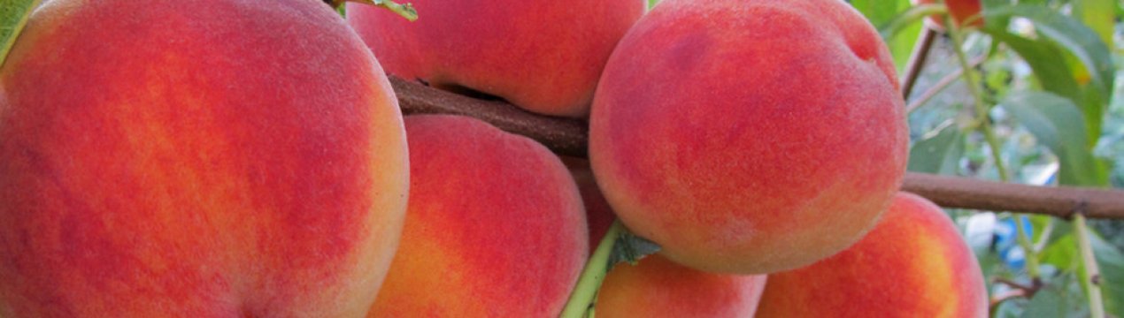 Особливості вирощування та характеристика персика сорту Кондор