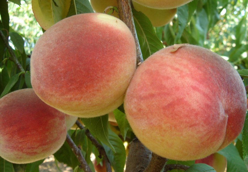 Персик Кондор