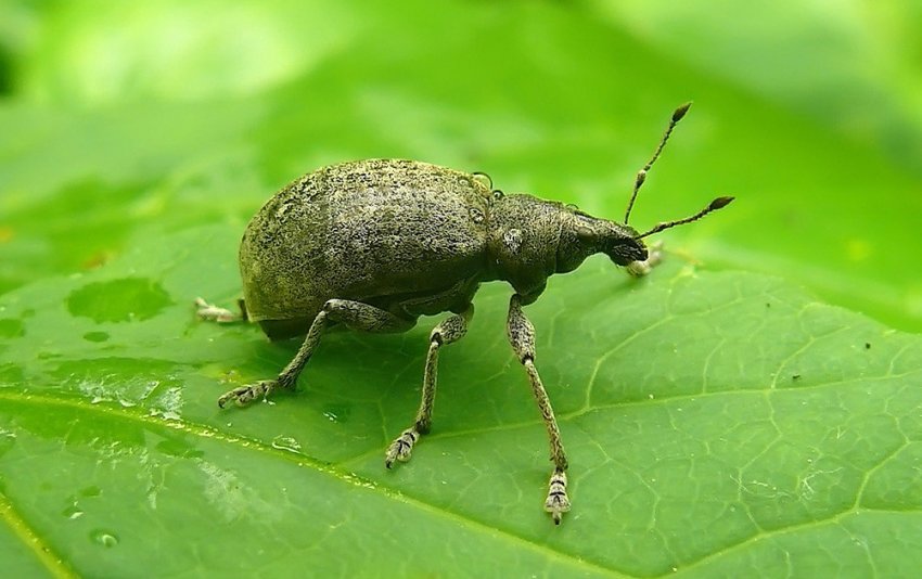 Довгоносик на персику