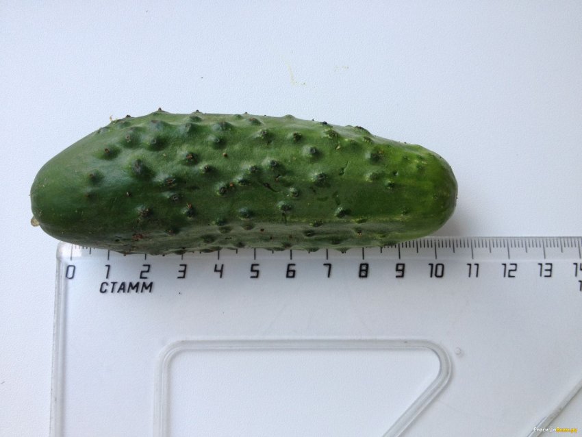 Огірок Ліліпут Огірок Ліліпут