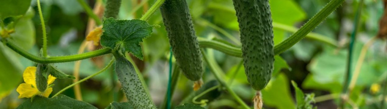 Сорт огірків Ліліпут: опис, характеристика, вирощування і догляд