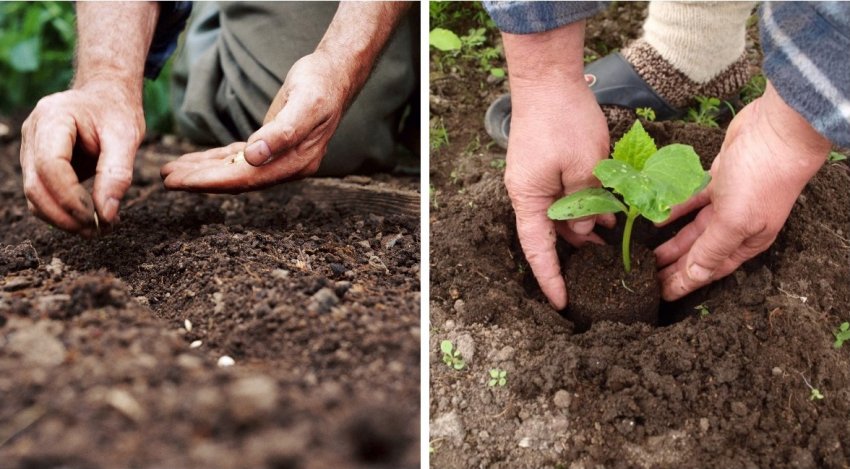 Посів насіння чи висадка огірка через розсаду Посів насіння чи висадка огірка через розсаду