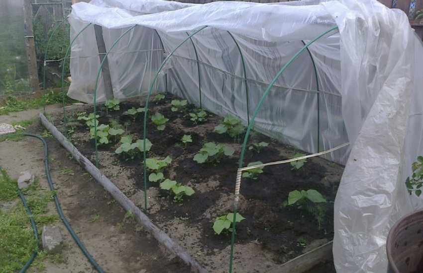 Висадка розсади огірків в парник Висадка розсади огірків в парник