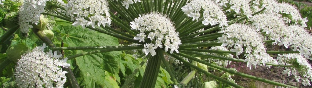 На просторах Володимирській області до боротьби з борщівником підключають «дорожню артилерію»