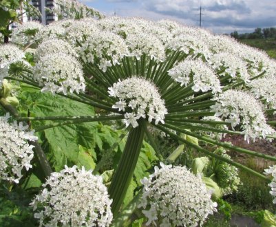 На просторах Володимирській області до боротьби з борщівником підключають «дорожню артилерію»