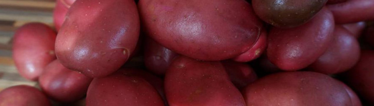 Картопля Олена: характеристика та особливості вирощування сорту