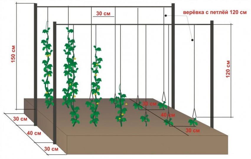 Схема підв'язування огірків Схема підв'язування огірків