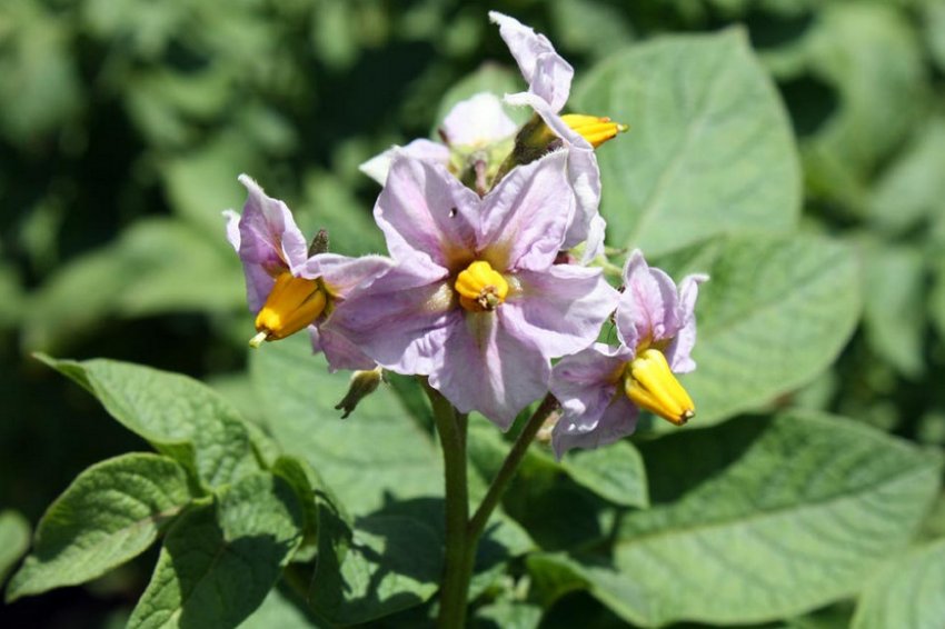 Цвітіння картоплі