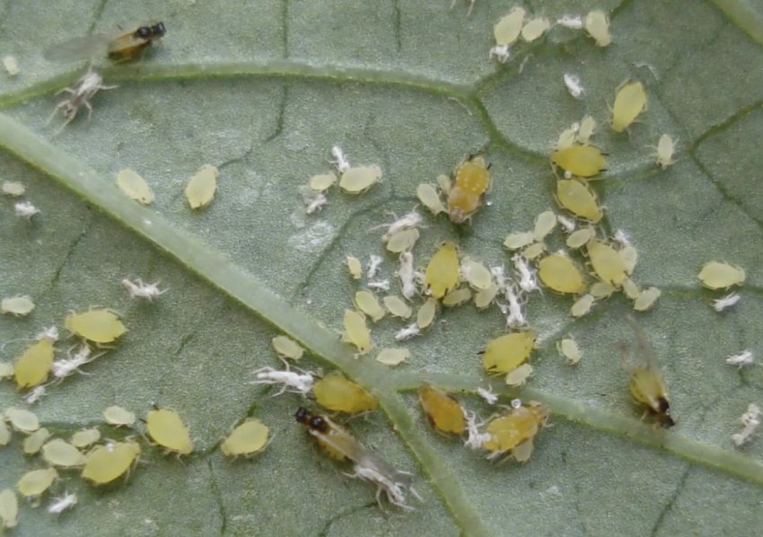 Баштанна попелиця на зворотному боці аркуша огурц Баштанна попелиця на зворотному боці аркуша огурц