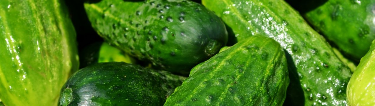 На українських ринках почали дешевшати тепличні огірки