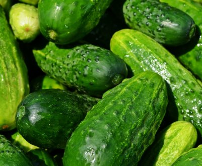 На українських ринках почали дешевшати тепличні огірки