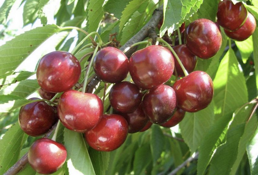 Черешня Талісман Черешня Талісман