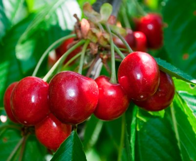 Особливості посадки і догляду за черешнею Талісман